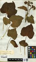 Filed as Jatropha [family EUPHORBIACEAE]