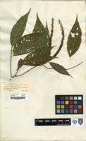 Filed as Acalypha acuminata Benth. [family EUPHORBIACEAE]