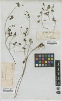 Filed as Geranium potentilloides DC. [family GERANIACEAE]