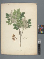 Fraxinus ornus