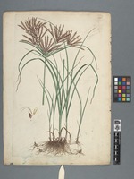 Cyperus comosus
