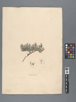 Asperula nitida