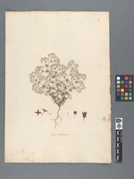 Galium floribundum