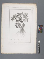 Spilanthus albus