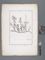 Atraphaxis spinosa
