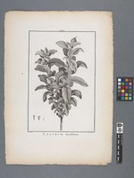 Cestrum laurifolium