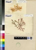 Filed as Chondrococcus hornemanni (Lyngb.) F.Schmitz [family RHIZOPHYLLIDACEAE]