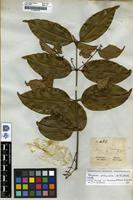 Isotype of Strychnos pedunculata (A.DC.) Benth. [family LOGANACEAE]