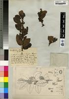 Holotype of Choristylis rhamnoides Harv. [family ESCALLONIACEAE]