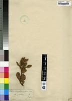 Type of Rhus magalismontana Sond. [family ANACARDIACEAE]