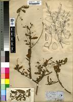 Filed as Cadaba natalensis Sond. [family CAPPARACEAE]