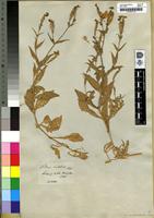 Filed as Silene undulata Aiton [family CARYOCARACEAE]