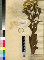 Holotype of Helichrysum cooperi Harv. [family ASTERACEAE]