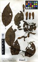 Filed as Banisteria caapi Spruce [family MALPIGHIACEAE]