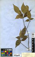 Type of Simaba cuspidata Spruce [family SIMABOURACEAE]