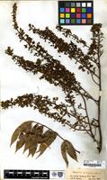 Type of Sapindus cerasinus Benth. [family SAPINDACEAE]