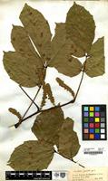 Filed as Paullinia spicata Benth. [family SAPINDACEAE]
