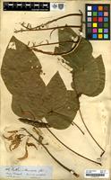Type of Erythrina amasisa Spruce [family LEGUMINOSAE]