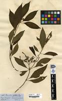 Filed as Hamelia patens Jacq. [family RUBIACEAE]