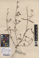 Isotype of Barrowia jasminiflora Decne. [family ASCLEPIADACEAE]