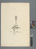 Veronica gentianoides