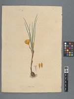 Crocus aureus