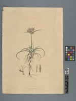 Cyperus radicosus