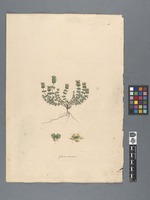 Galium coronatum