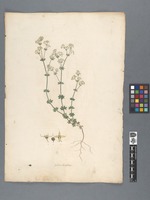 Galium brevifolium