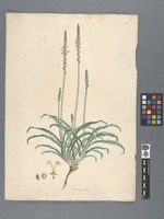 Plantago albicans