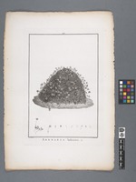 Arenaria balearica