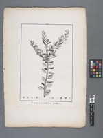 Celastrus lucidus