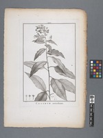 Cestrum auriculatum