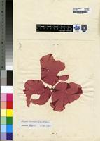 Filed as Pugetia harveyana (J.Agardh) R.E.Norris [family KALLYMENIACEAE]