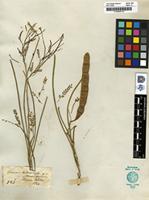 Type of Prosopis heterophylla Benth. [family FABACEAE]