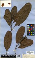 Type of Blastemanthus grandiflorus Spruce [family OCHNACEAE]