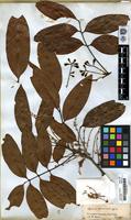 Filed as Cupania spruceana Benth. [family SAPINDACEAE]