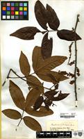 Type of Paullinia interrupta Benth. [family SAPINDACEAE]