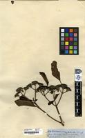 Filed as Condaminea [family RUBIACEAE]