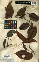 Filed as Gnetum paniculatum Spruce ex Benth. [family GNETACEAE]