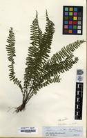 Filed as Asplenium lunulatum Sw. var. tenellum [family ASPLENIACEAE]