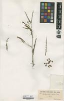 Filed as Aeschynomene indica L. [family FABACEAE]