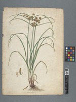 Cyperus difformis