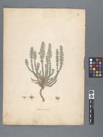 Galium graecum