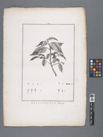 Aristotelia Macqui