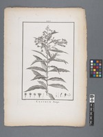 Cestrum Parqui