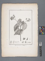 Begonia obliqua. L.