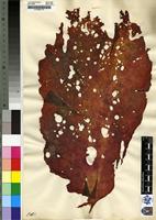 Filed as Schizymenia obovata J.Agardh [family SCHIZYMENIACEAE]