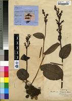 Syntype of Tryphia orthoceras Harv. [family ORCHIDACEAE]