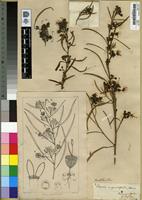 Type of Boscia angustifolia Harv. [family CAPPARACEAE]